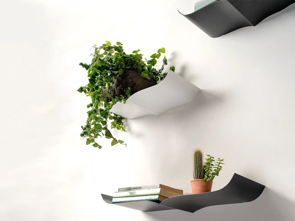 Opinion Ciatti Nori Mesola